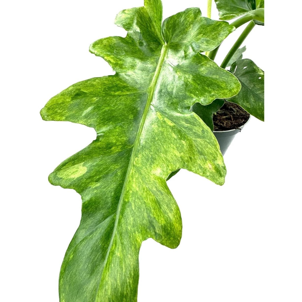philodendron bob cee variegated Philodendron 'Bob Cee Variegata' – Secret Garden Plant Shop