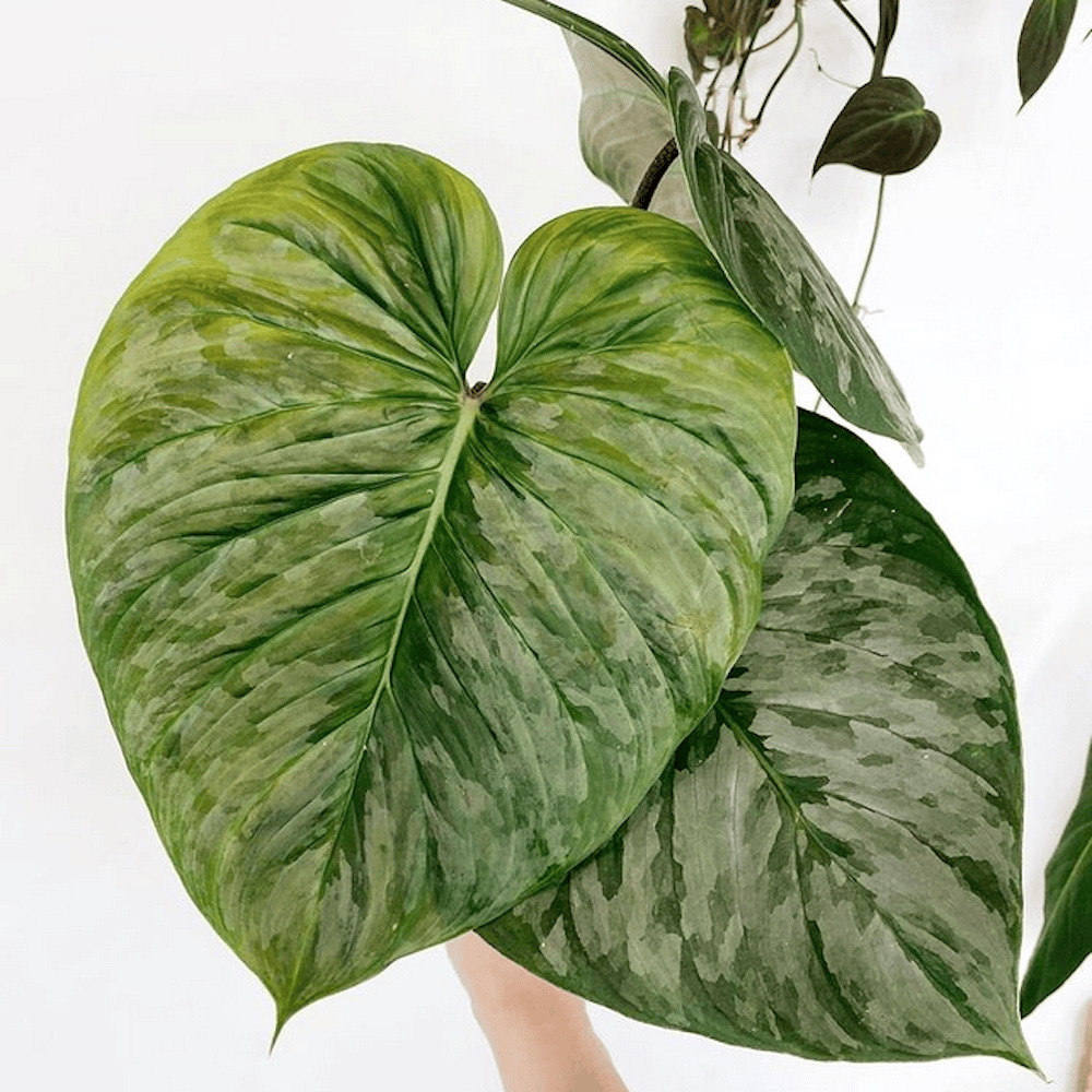philodendron majestic variegated Philodendron Majestic – Secret Garden Plant Shop