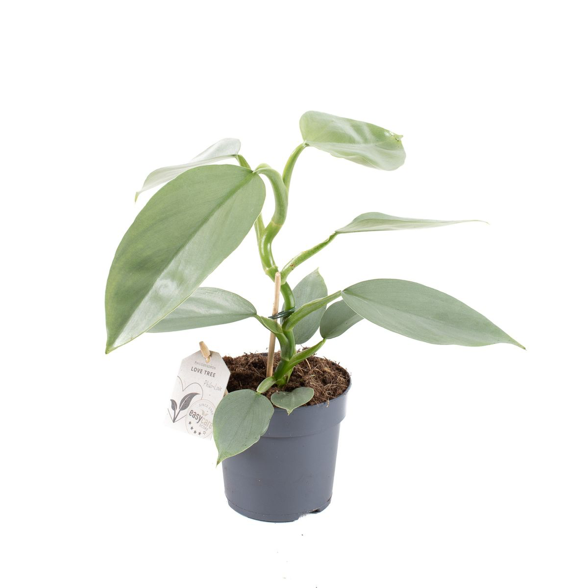 filodendron philodendron hastatum Philodendron Silver Sword (Hastatum) – Secret Garden Plant Shop