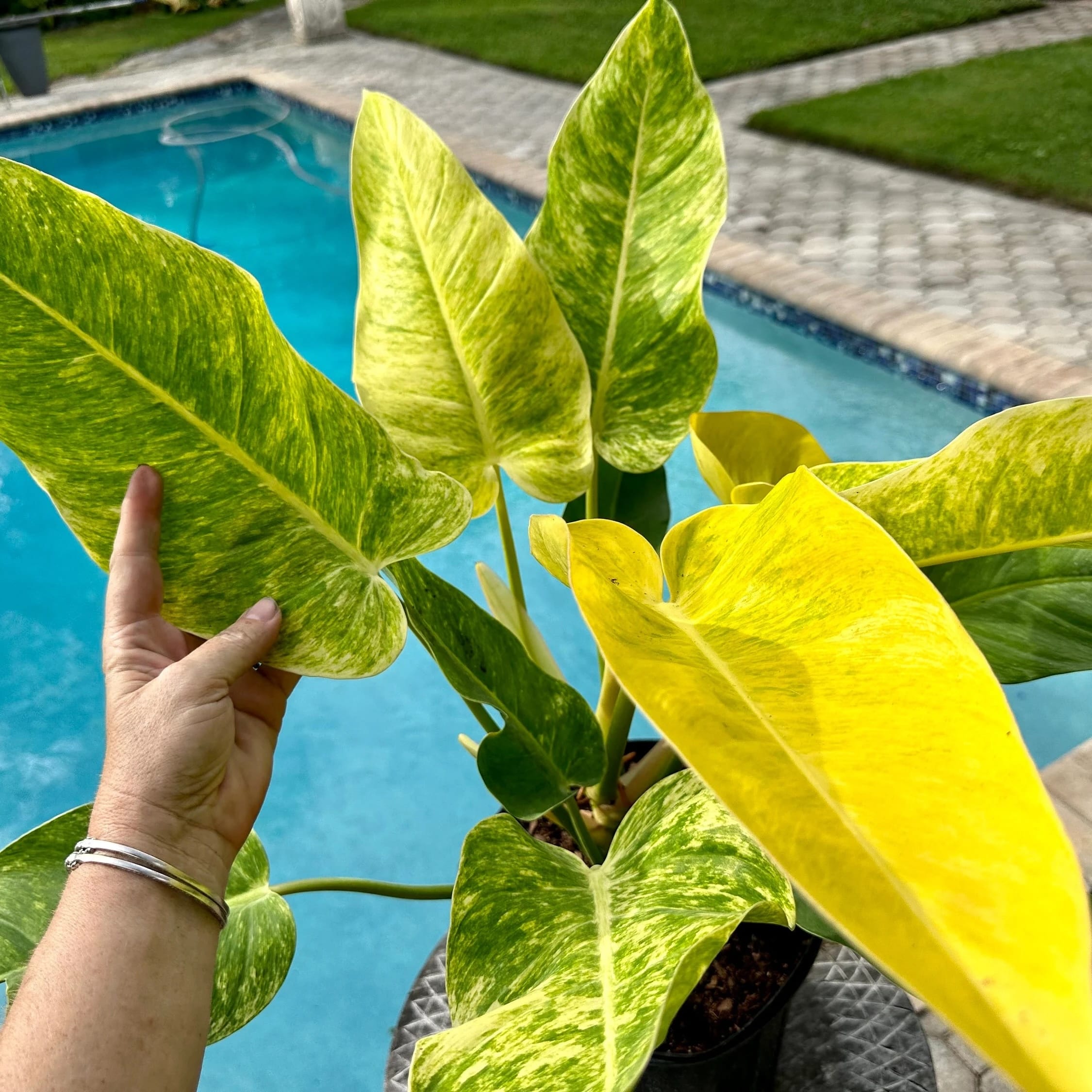 philodendron calkin's gold Philodendron 'Calkins Gold' (Goldiana, Golden Spear) – Secret Garden Plant Shop