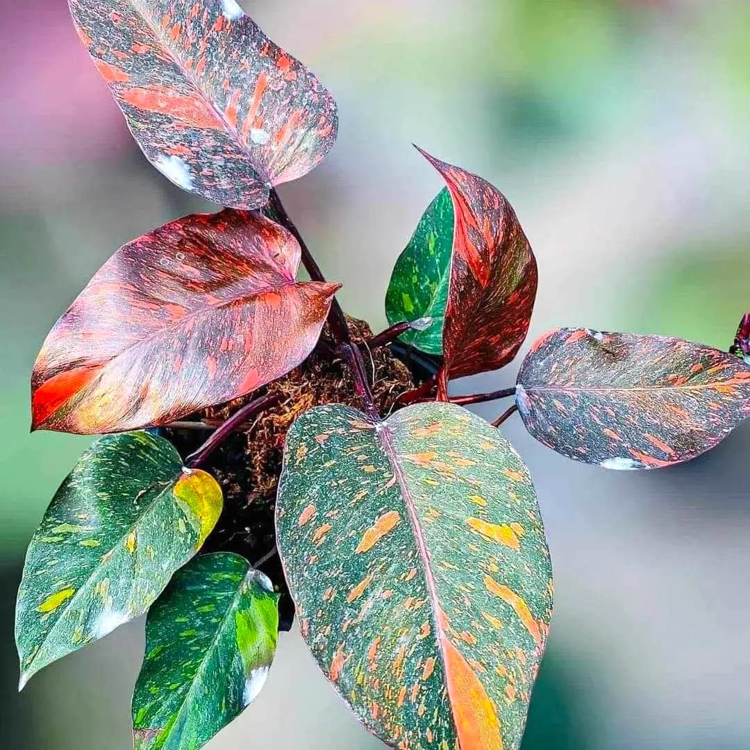 philodendron princess of orange Philodendron Orange Princess (sp. 'Sunspot') – Secret Garden Plant Shop