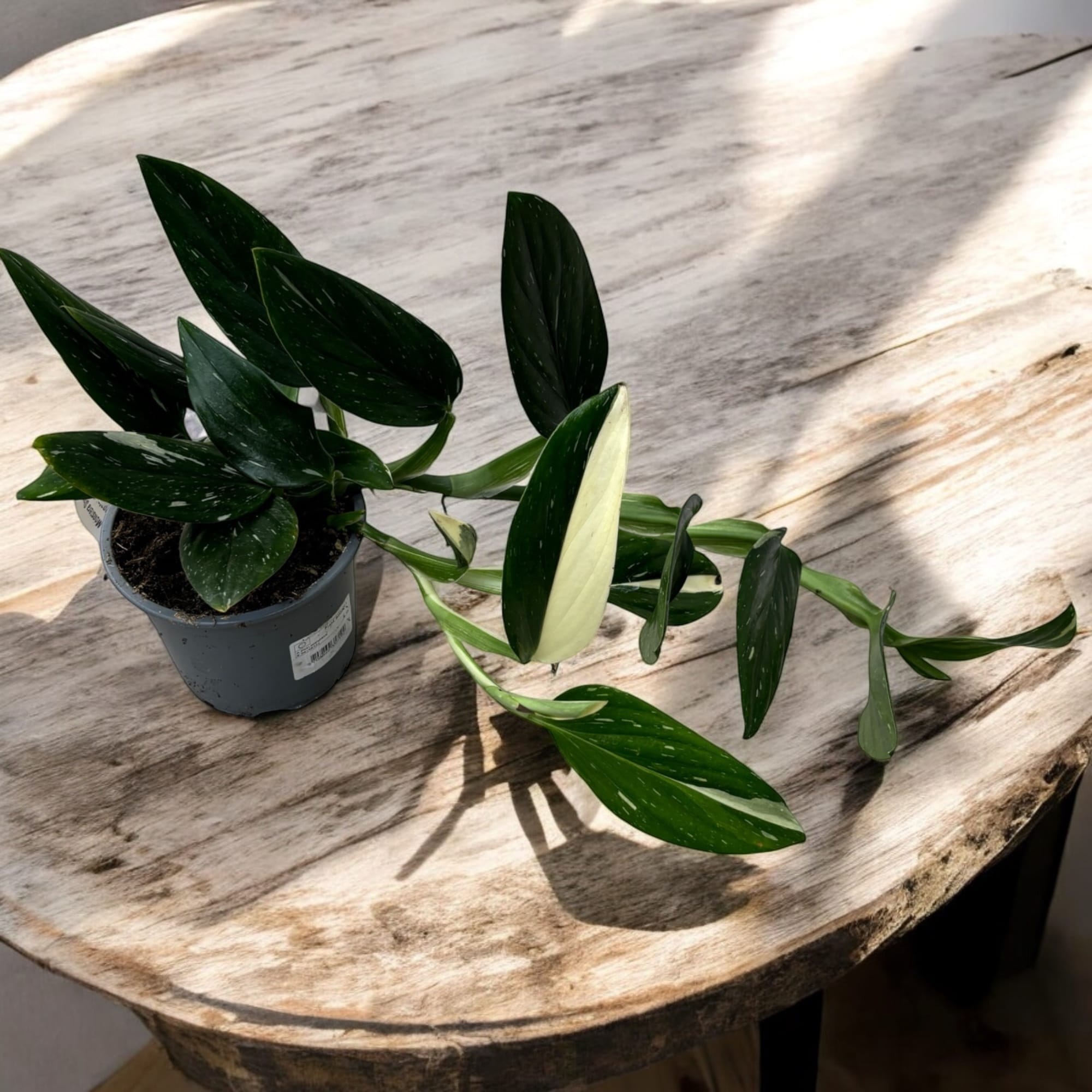 philodendron albo variegata Monstera standleyana 'Albo Variegata' (Philodendron Cobra) – Secret Garden Plant Shop