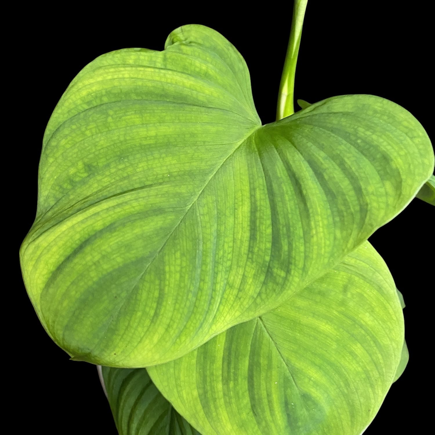 philodendron sp meaning Philodendron fibraecataphyllum (Philodendron sp. Peru) – Secret Garden Plant Shop