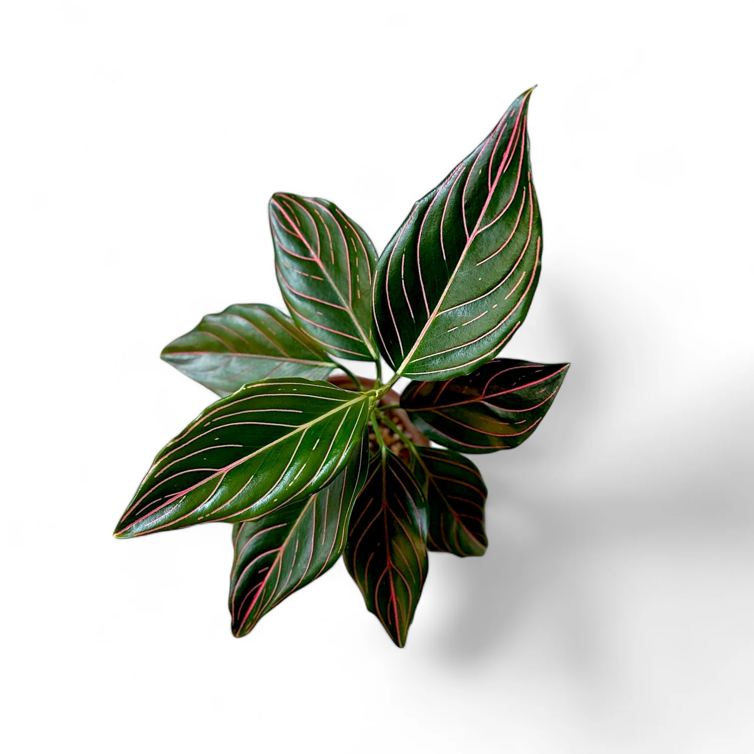 aglaonema rotundum tiger Aglaonema rotundum 'Tiger'