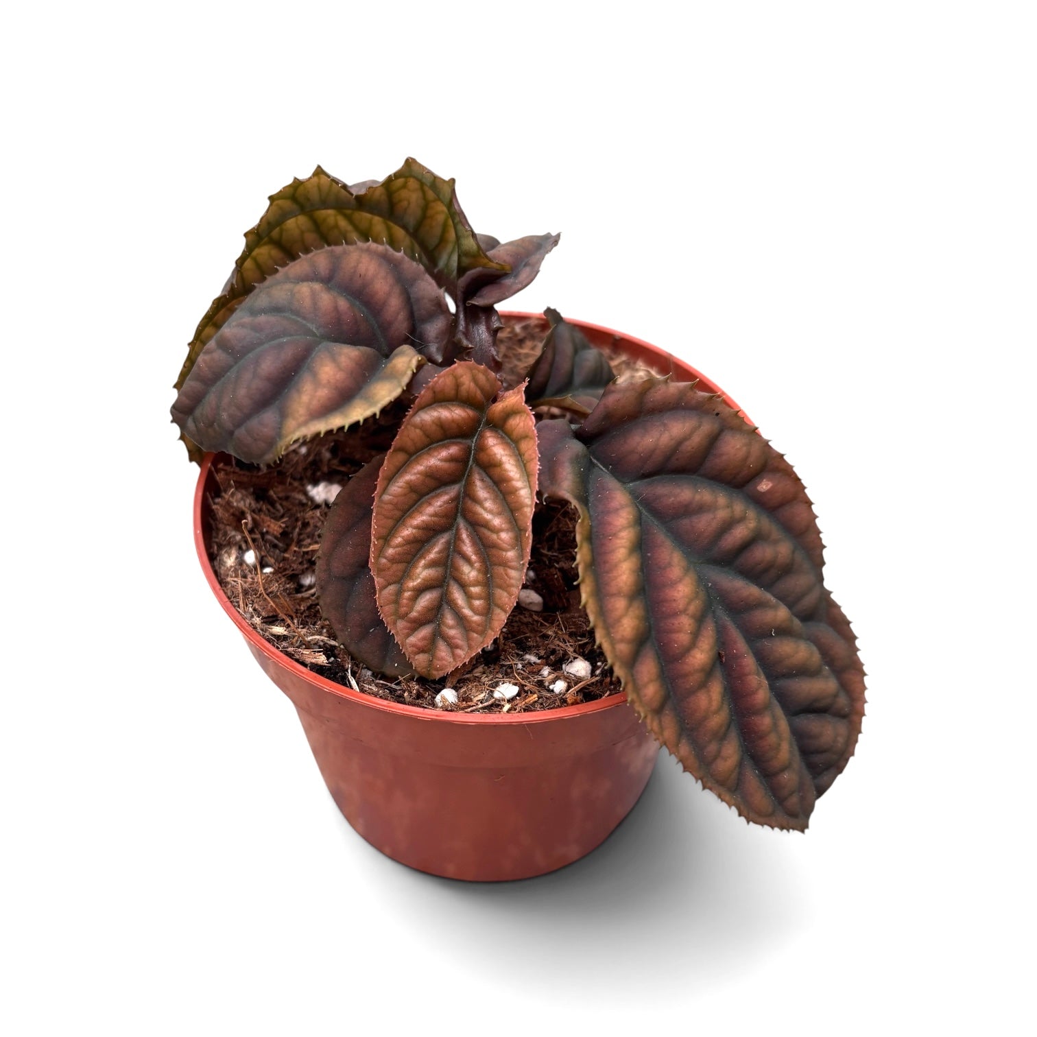 Labisia sp. 'Vietnam'
