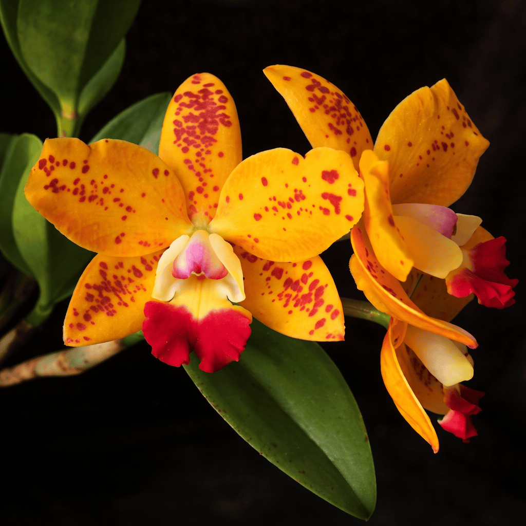 RIc. Dendi's Gem 'Diamond Orchids' HCC/ AOS – Secret Garden Plant Shop