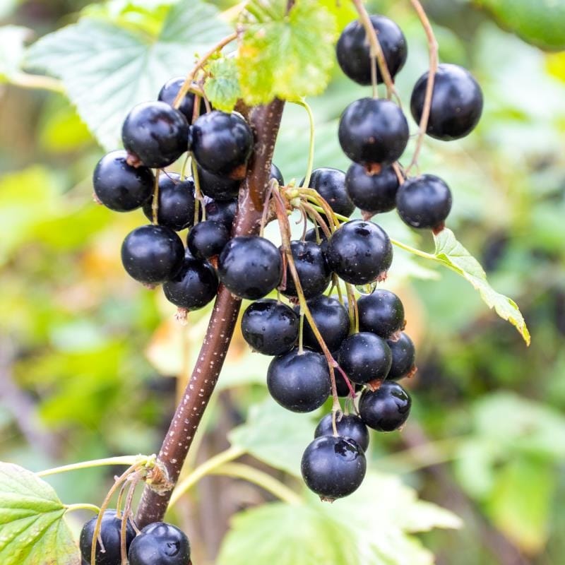 Coacaz negru - Ribes nigrum 'Rosenthals Langtraubige' D19 – Secret