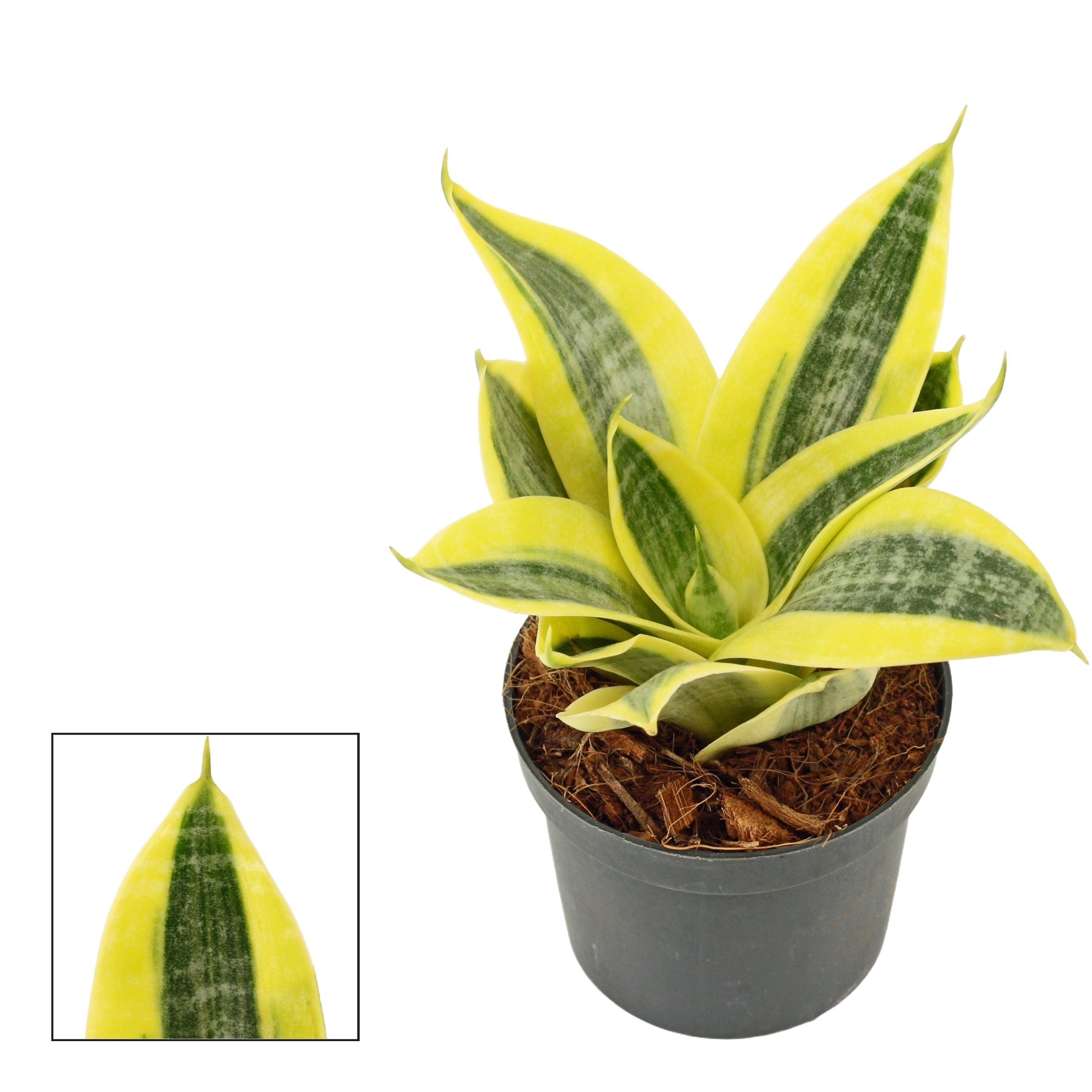 Sansevieria hahnii 'Sun' – Secret Garden Plant Shop