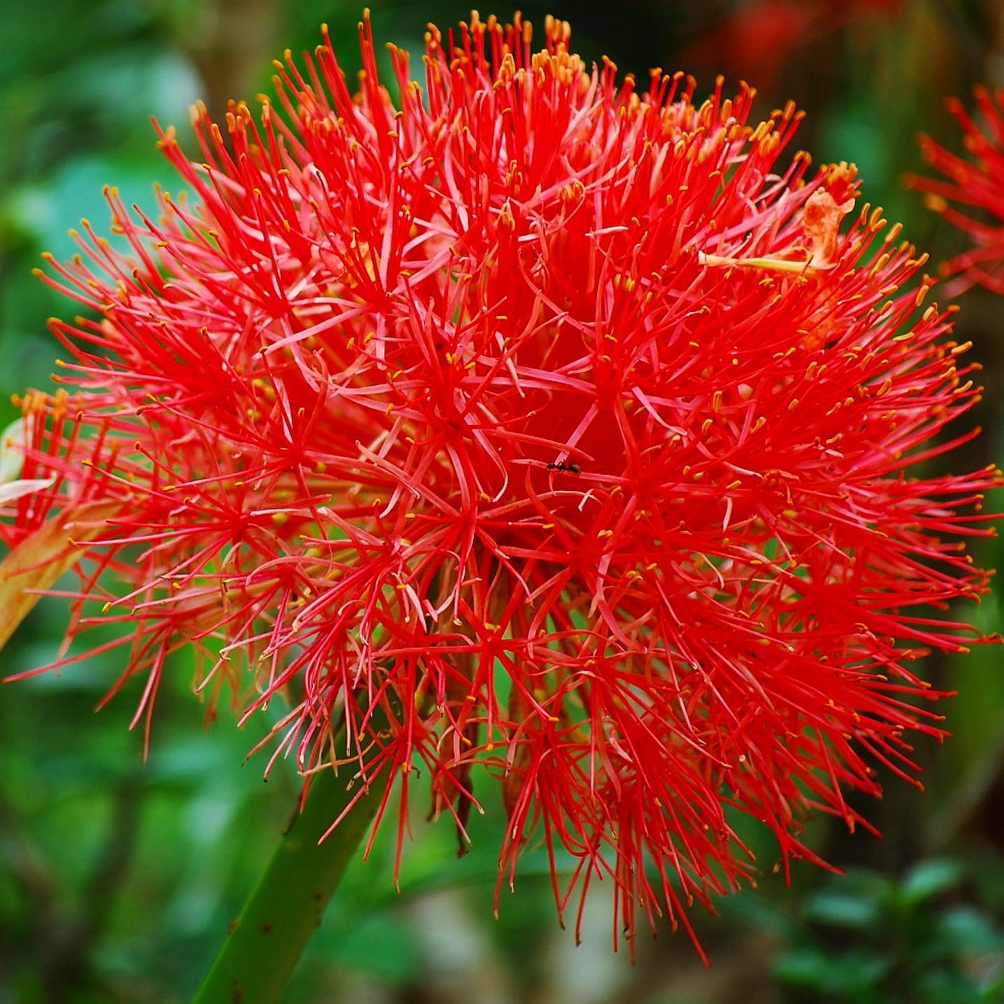 Scadoxus multiflorus (Feuerlilie, Blutlilie) – Secret Garden Plant Shop