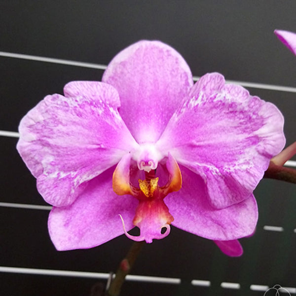 Phalaenopsis Jiuhbao Pink Lady '485' (peloric)