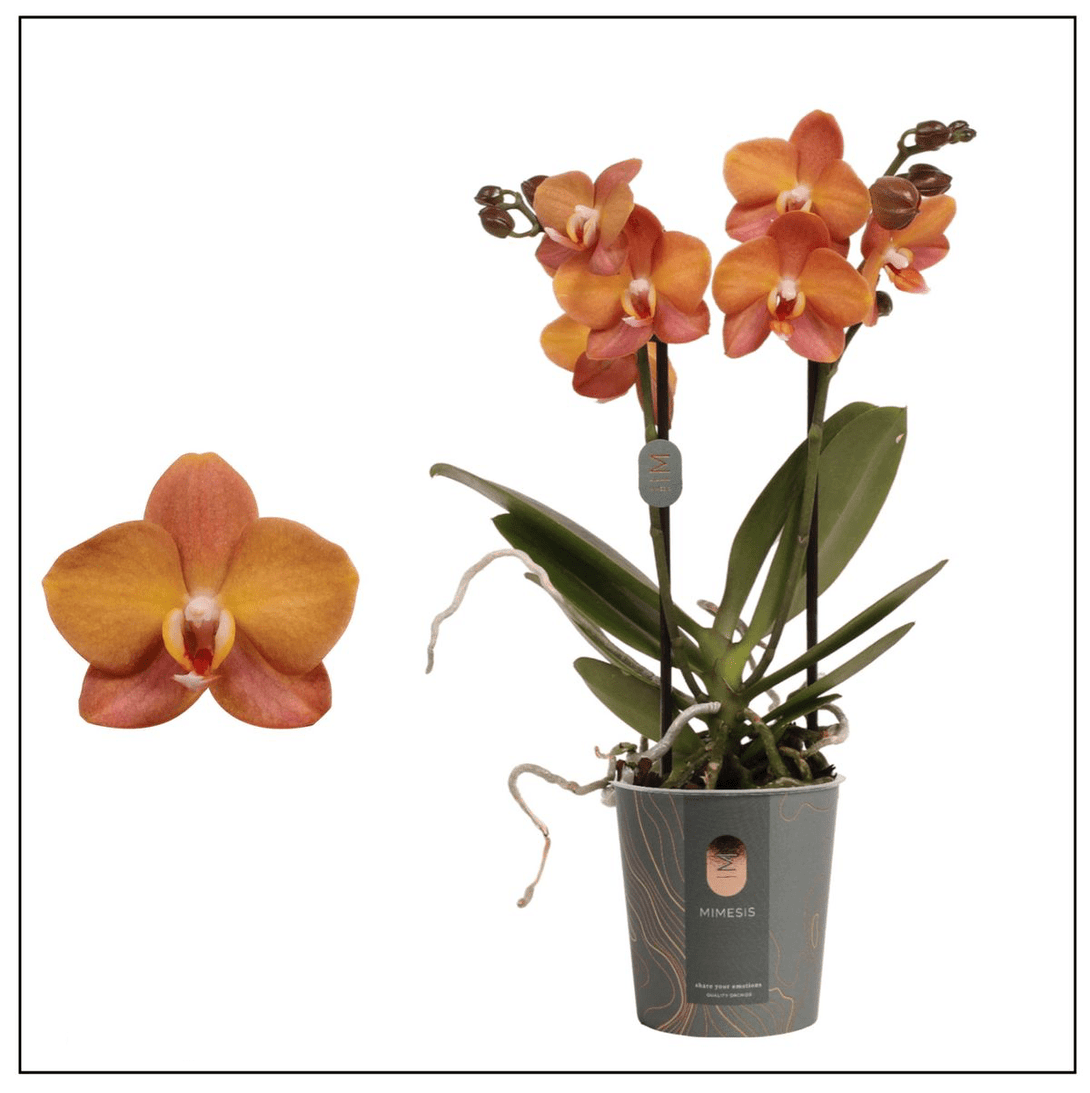 Phalaenopsis Macau