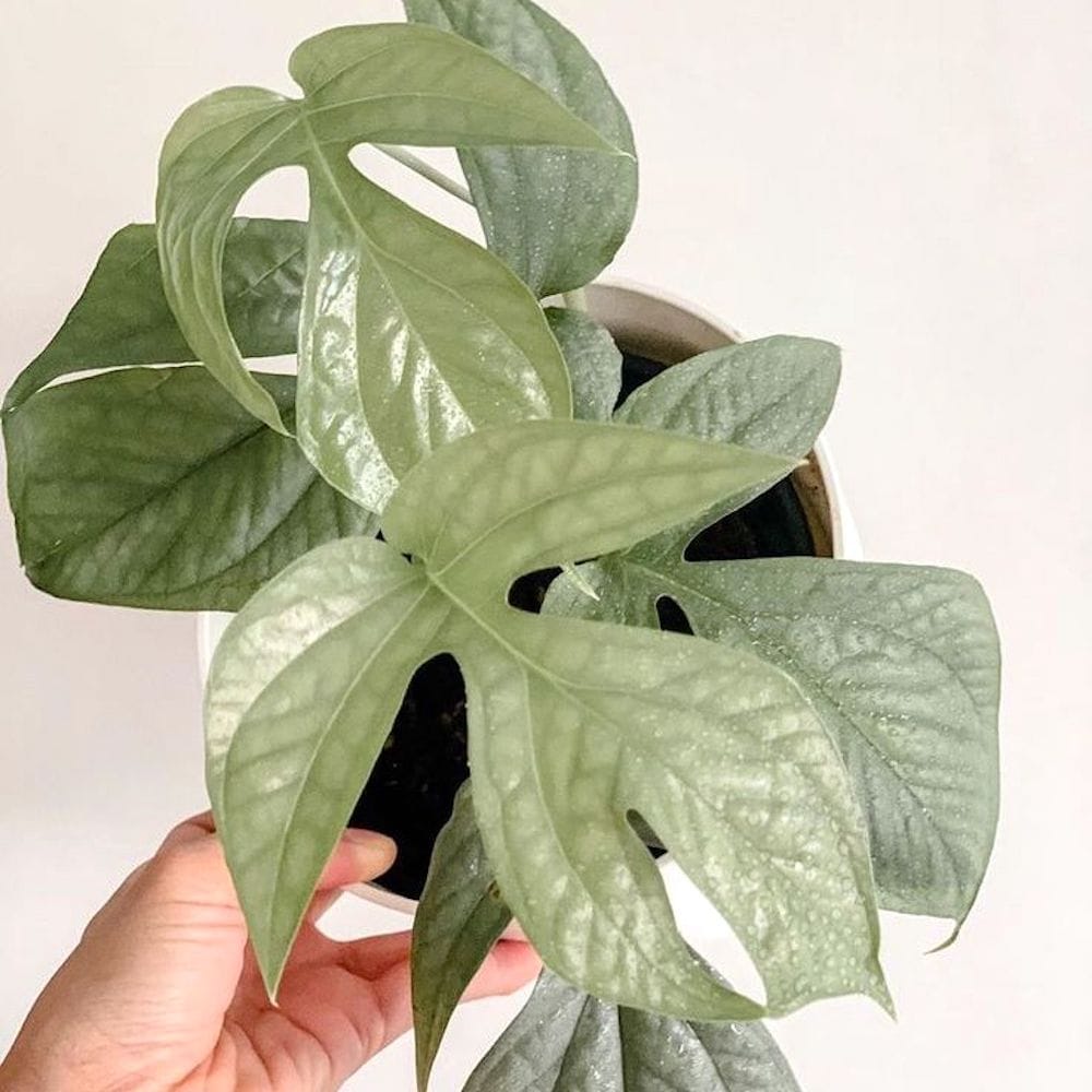 philodendron amydrium Amydrium medium 'Silver Spiderman' (Spiderman Monstera Silver)
