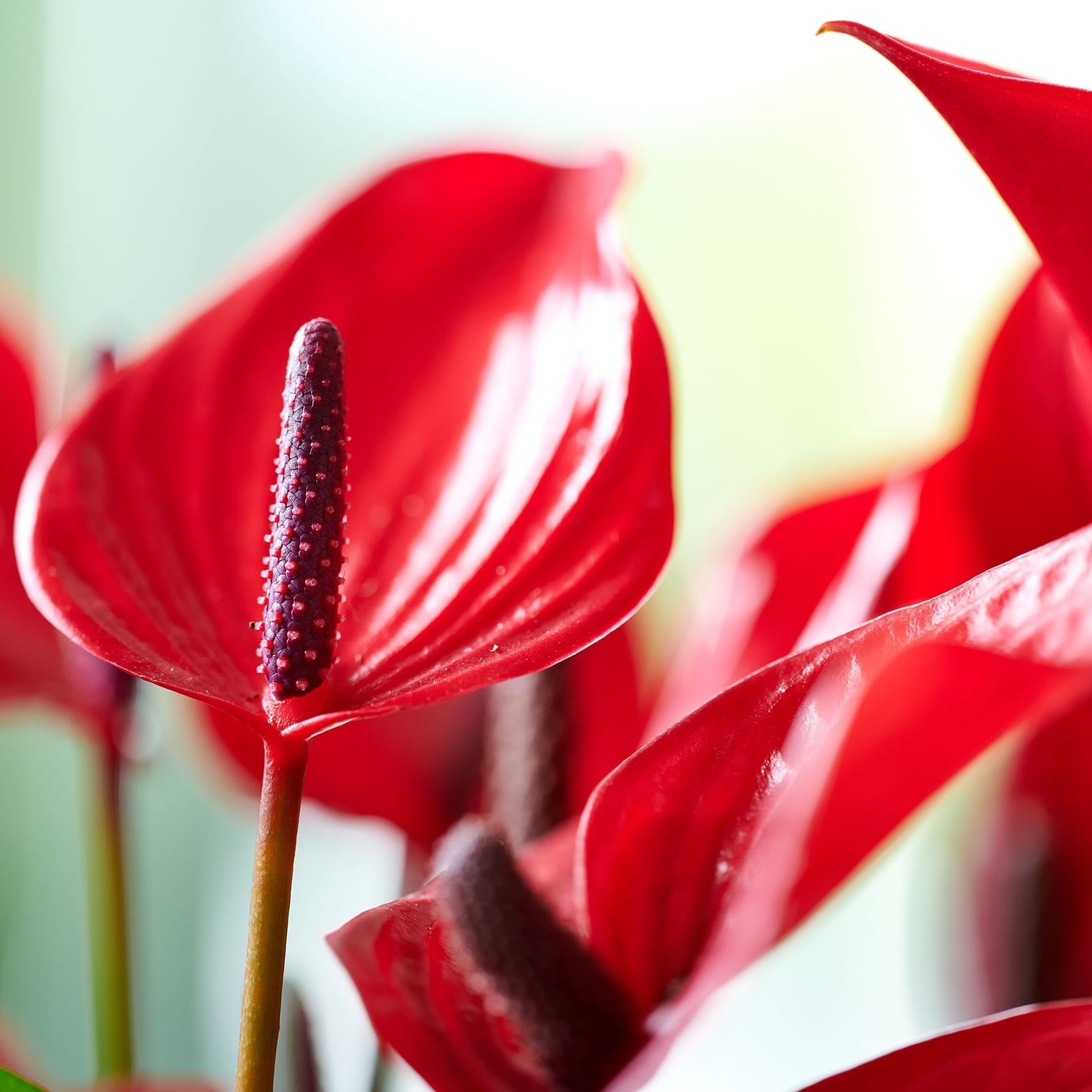 anthurium rouge arrosage Anthurium Banderola Lava avec masque déco et système d'auto-arrosage –  Secret Garden Plant Shop