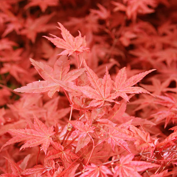 Acer palmatum 'Beni Maiko' (Japanese maple)