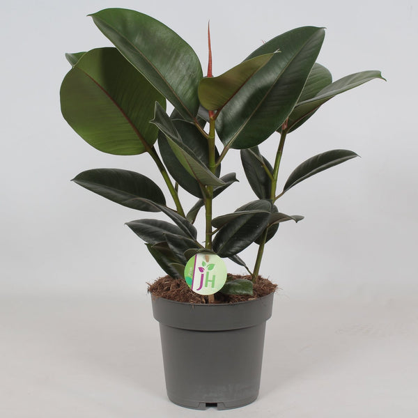 Ficus elastica Robusta (3 plants/pot)