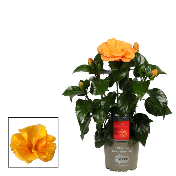 Hibiscus Jazz Orange (2 plants/pot)