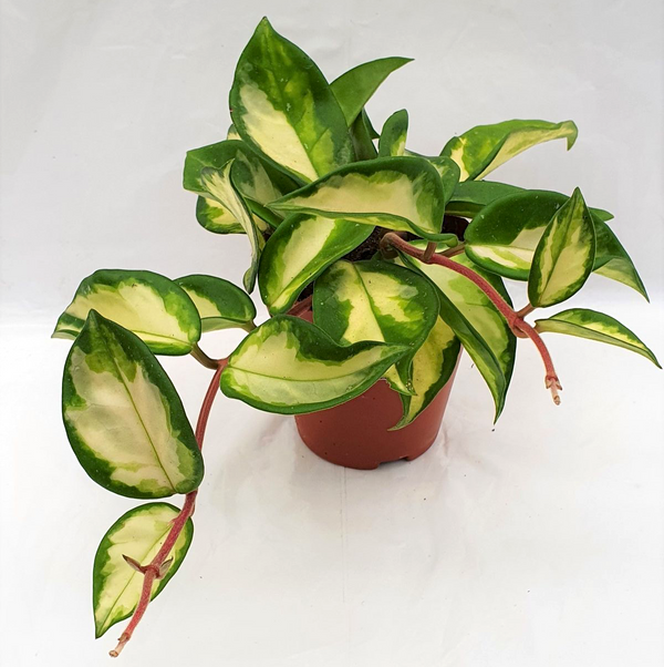Hoya carnosa 'Tricolor' (Krimson Princess) D9 - 3 plants/pot