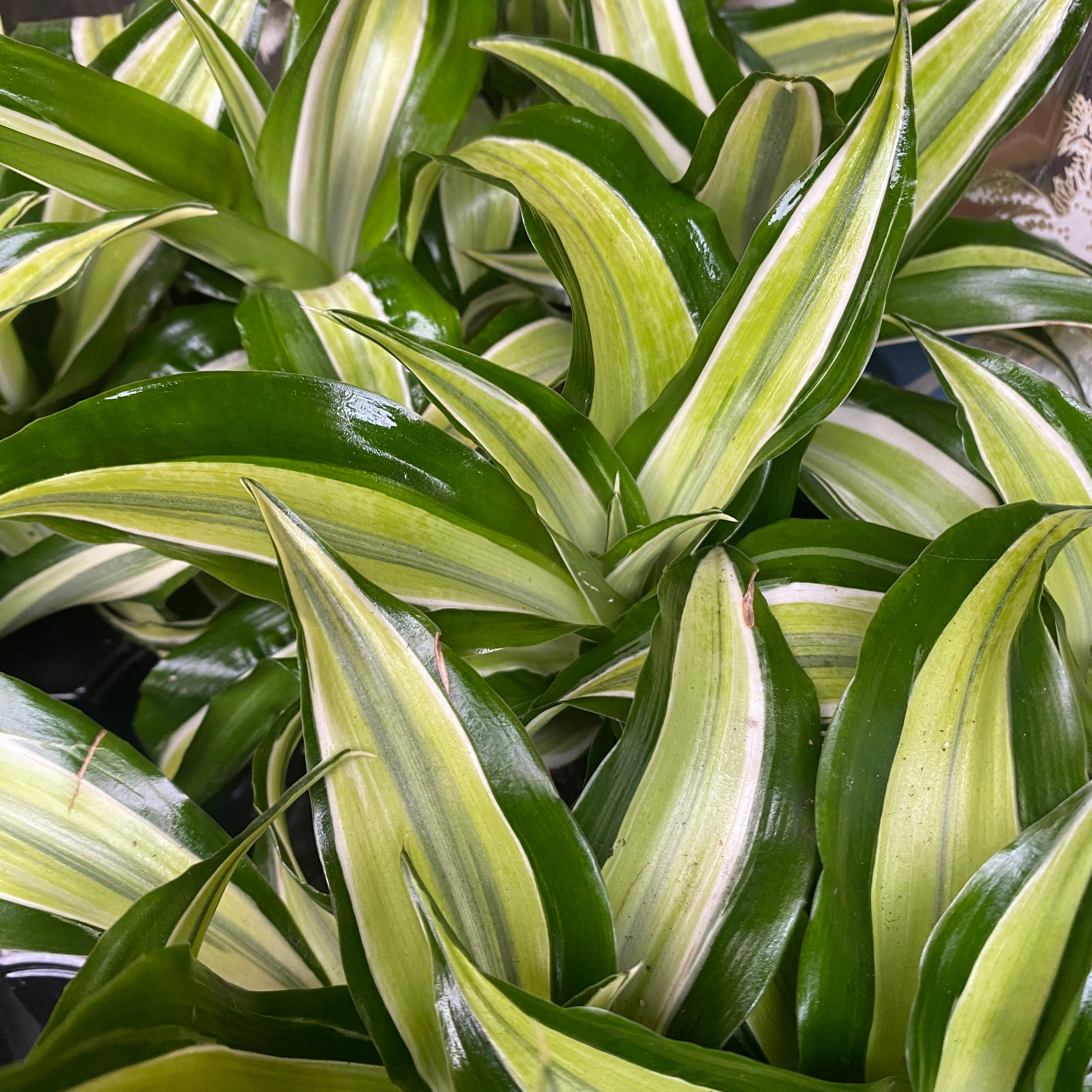dracaena bebe Dracaena Malaika * bébé plante – Secret Garden Plant Shop