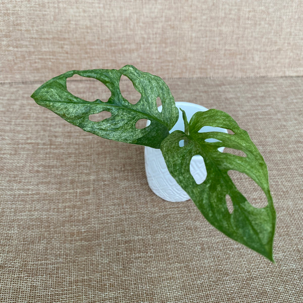 Cuttings Monstera adansonii 'Mint' (unrooted)