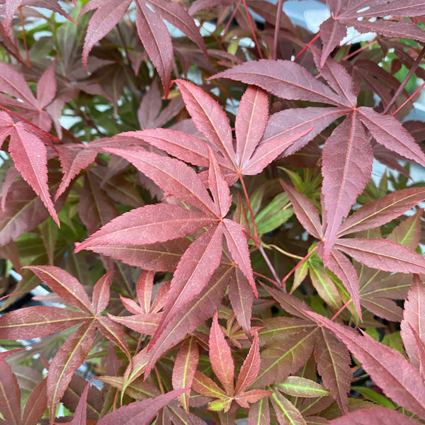 Acer palmatum 'Atropurpureum' (Artar japonez rosu)