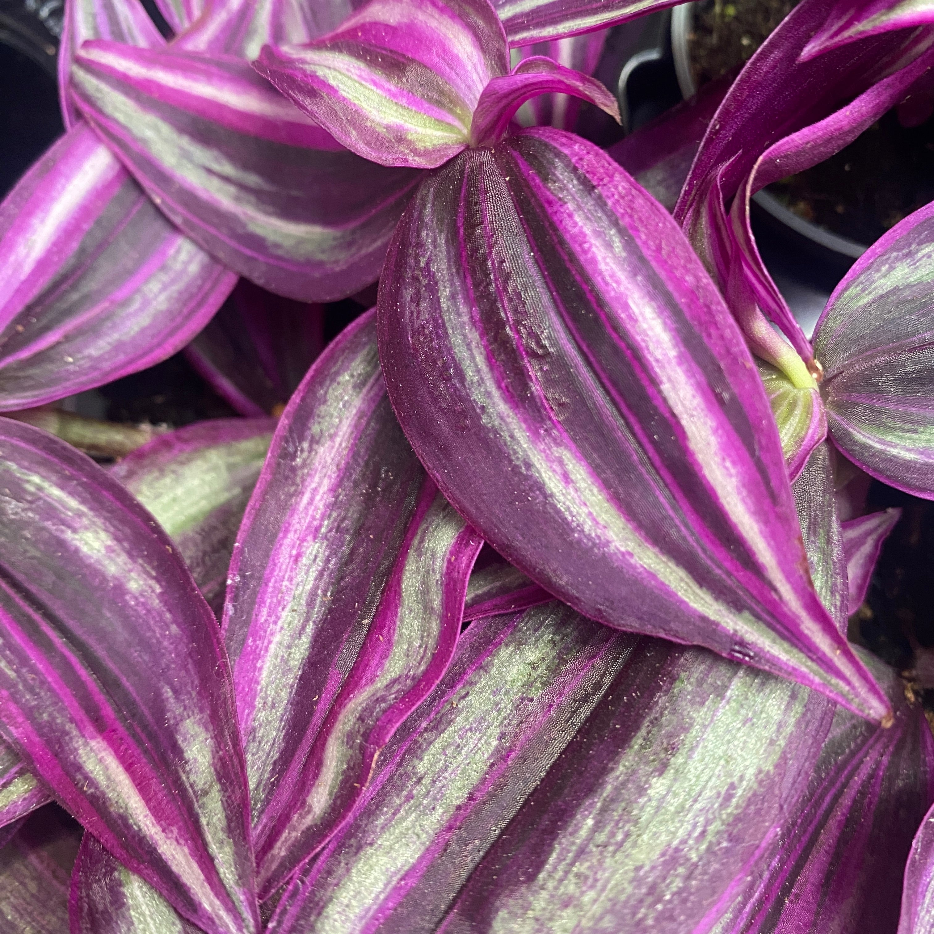 19+ Tradescantia Pink Tradescantia 'Pink Paradise' babyplant