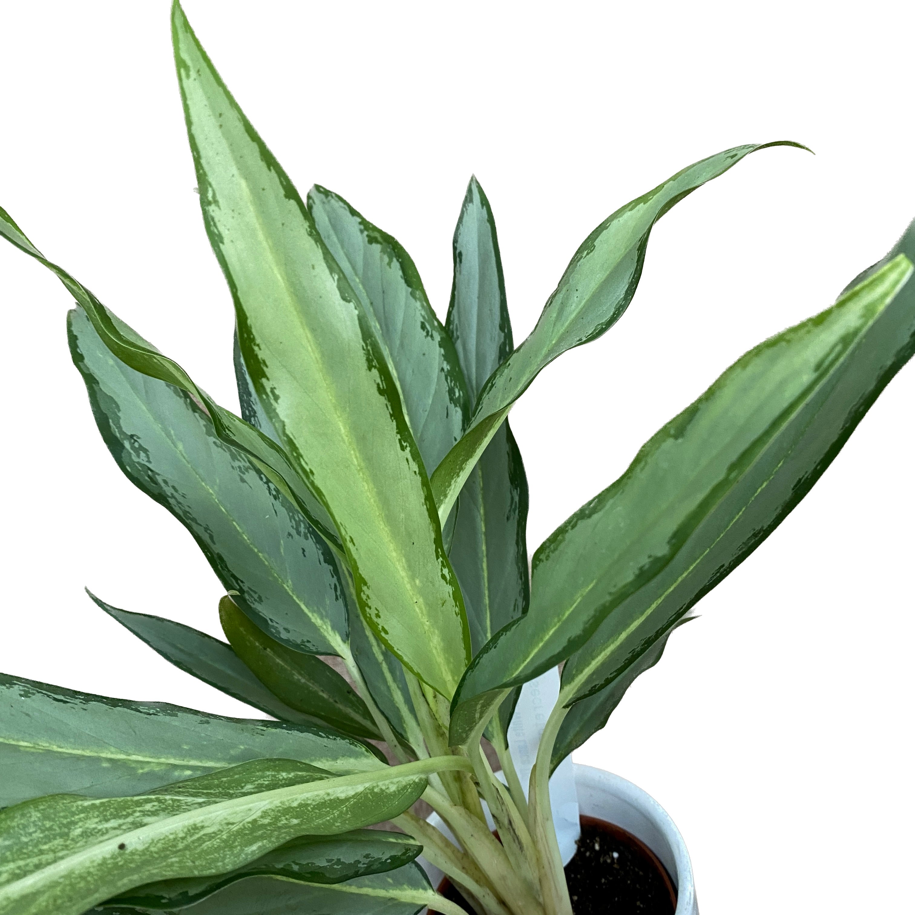 white lance aglaonema Aglaonema White Lance D9 – Secret Garden Plant Shop