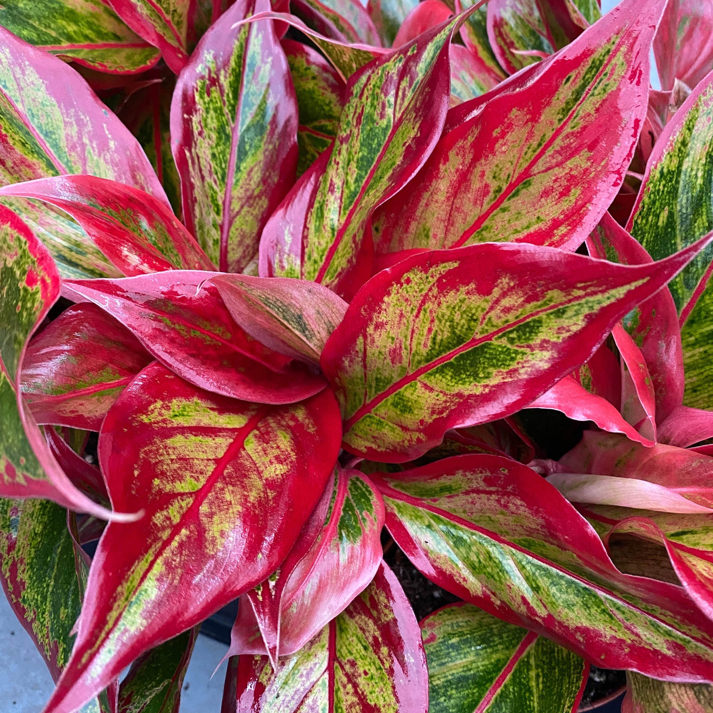 planta aglaonema roja Aglaonema 'Crete Flame' (Fuego Rojo) – follaje espectacular en tonos i – Secret Garden Plant Shop