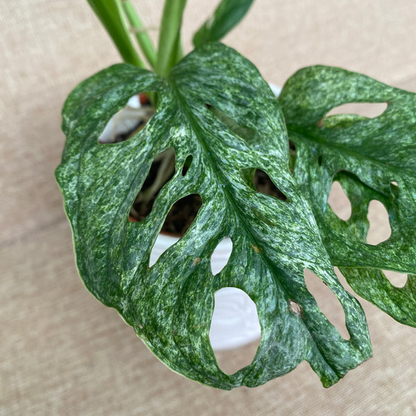 Monstera adansonii 'Mint' (Mottled variegation) - the specimen in picture #2