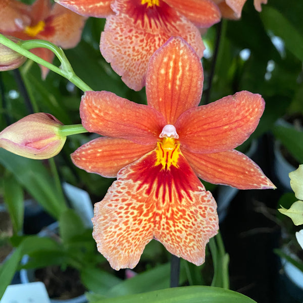 Orange orchid - Burrageara Nelly Isler Orange