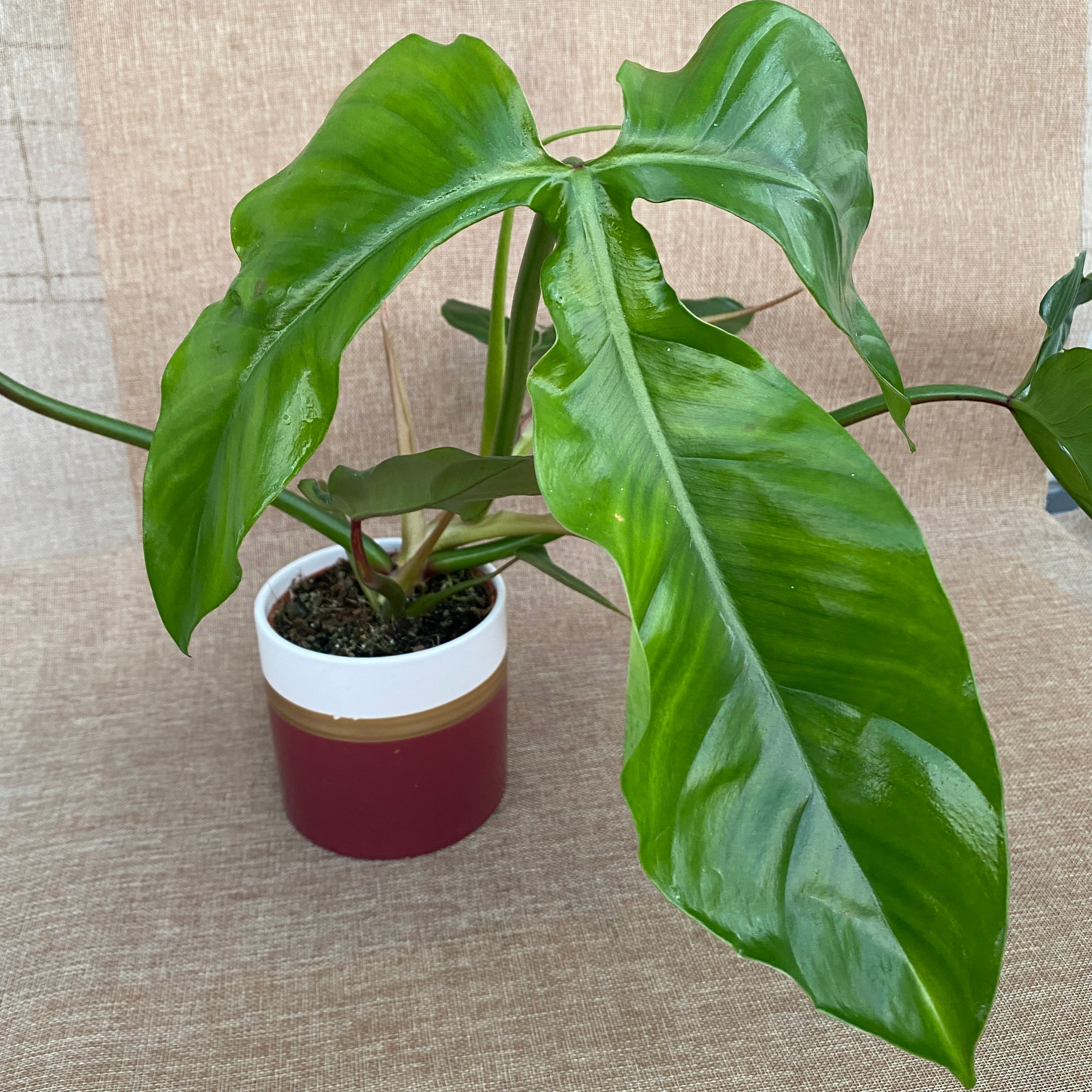 philodendron tripartitum care Philodendron Tripartitum – Secret Garden Plant Shop