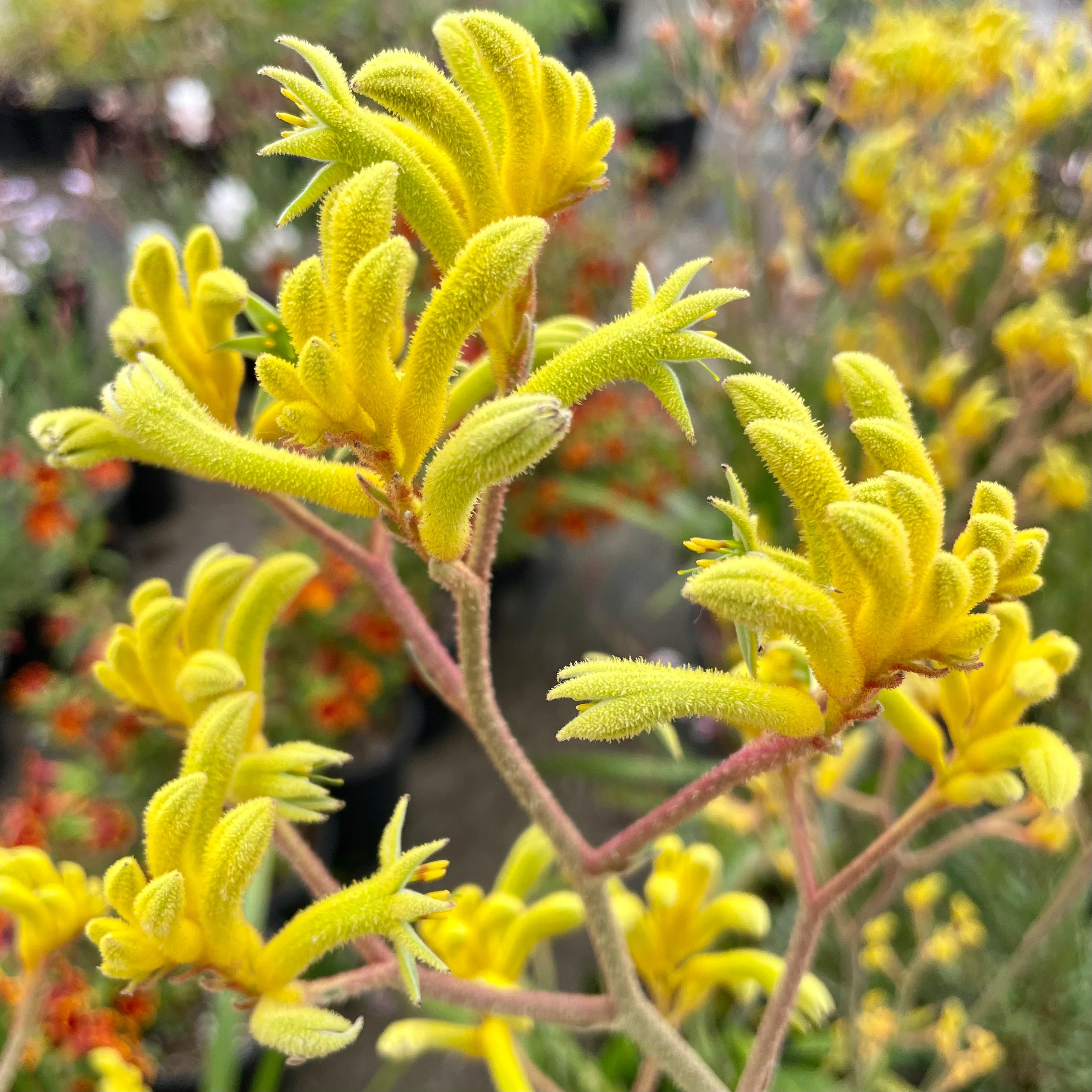 Anigozanthos Yellow (Kangaroo Paw) – Secret Garden Plant Shop