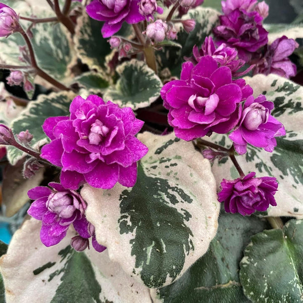 Saintpaulia Hovariagata - violete cu frunze variegate