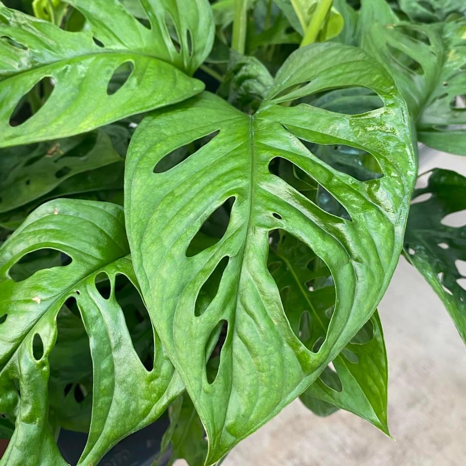 monkey face philodendron Monstera Adansonii (Philodendron Monkey Mask) – Secret Garden Plant Shop