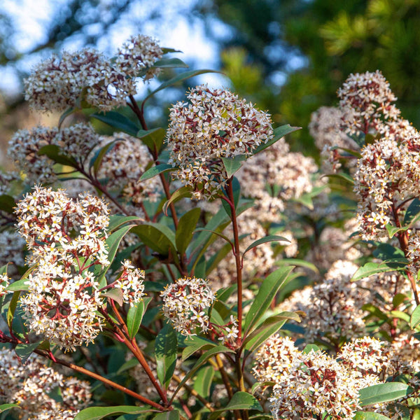 Japanese Lilac - Skimmia japonica 'Exstase' fragrant flowers