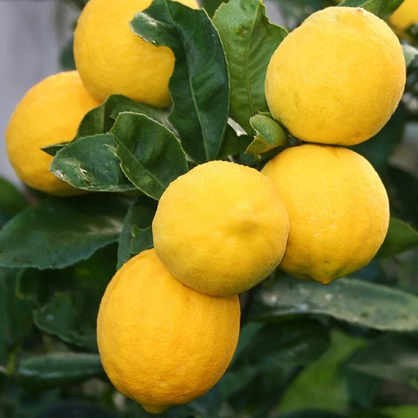 Meyer lemons - on stem H55 cm