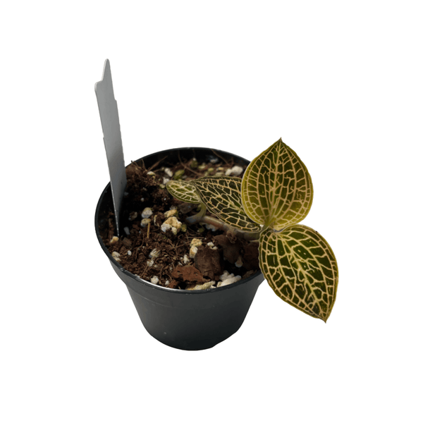 Anoectochilus roxburghii yellow x petola (Jewel Orchid)