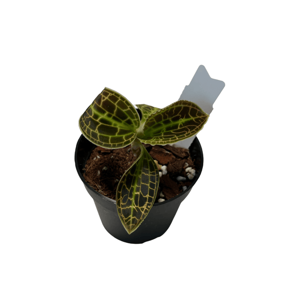 Macodes sanderiana (Jewel Orchid)
