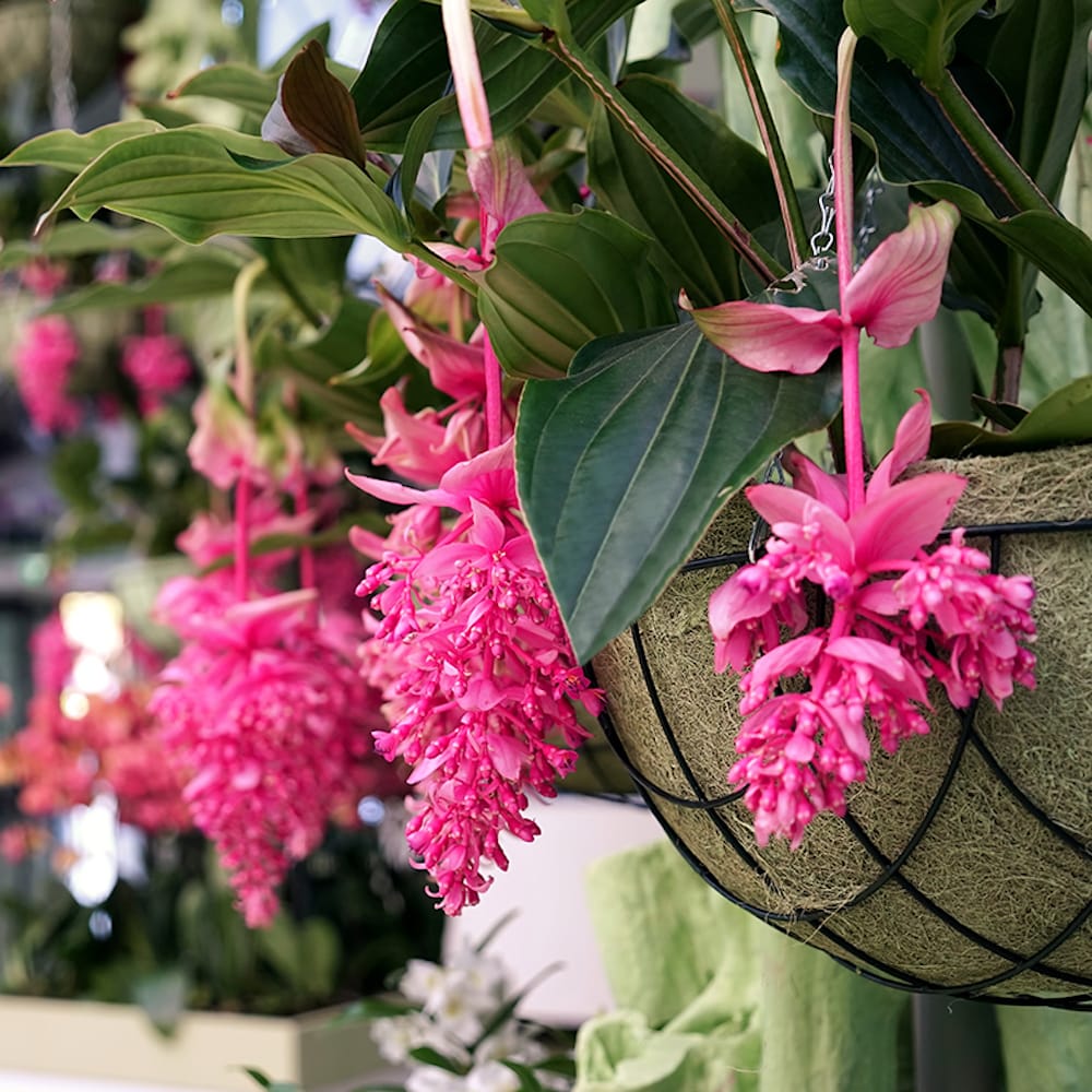 Hoe zorg je voor je Medinilla magnifica kamerplant? - Tuincentrum Hoe zorg je voor je Medinilla magnifica kamerplant? - Tuincentrum