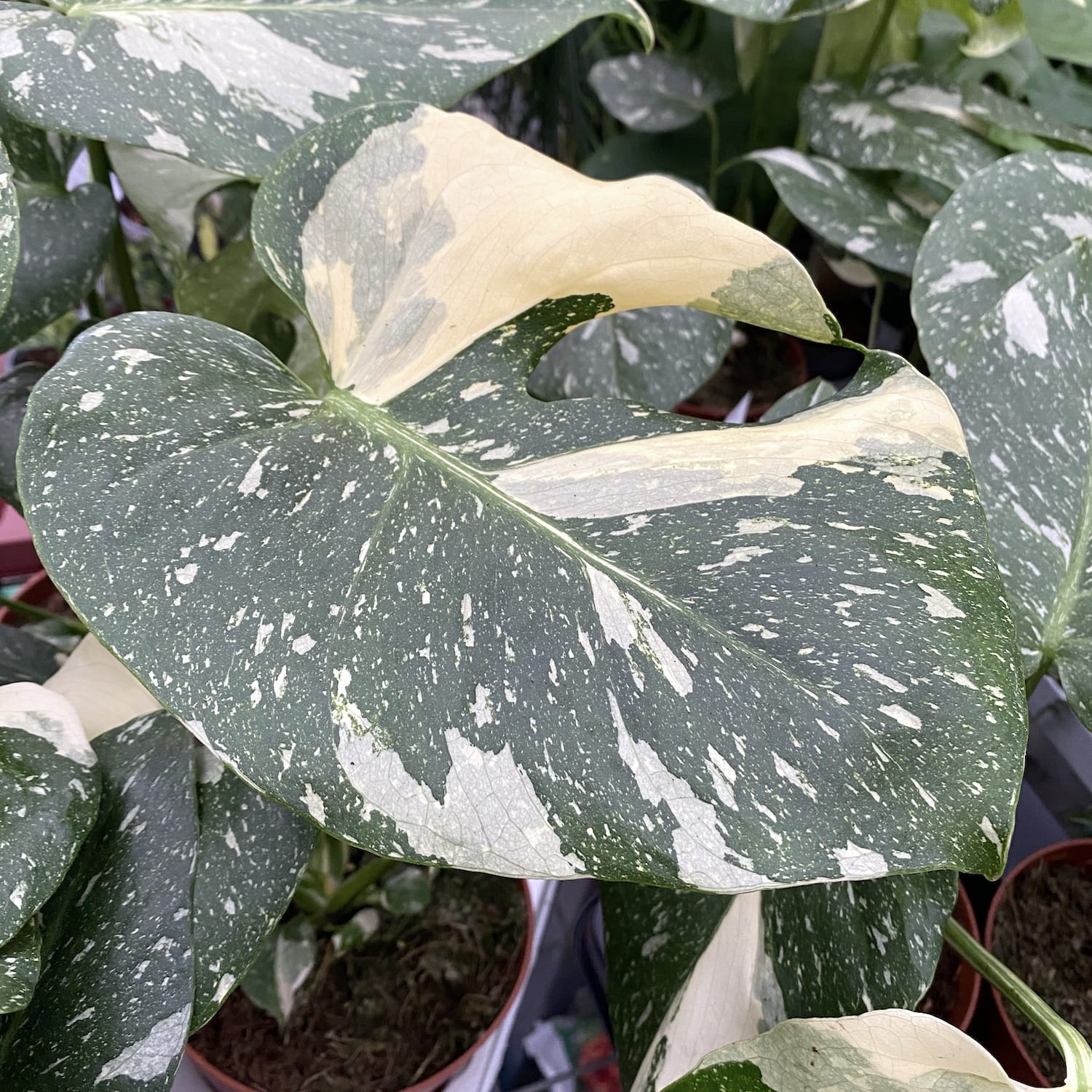 Orchidarium - ☘️🦢🍀🦢☘️🦩 Monstera variegata : 3 plantes