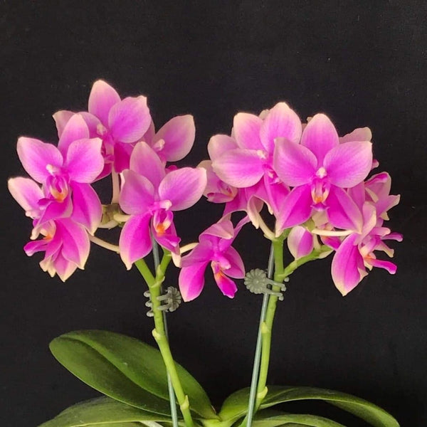 Phalaenopsis Formosa Sweet Memory (Timothy Christopher × bellina)