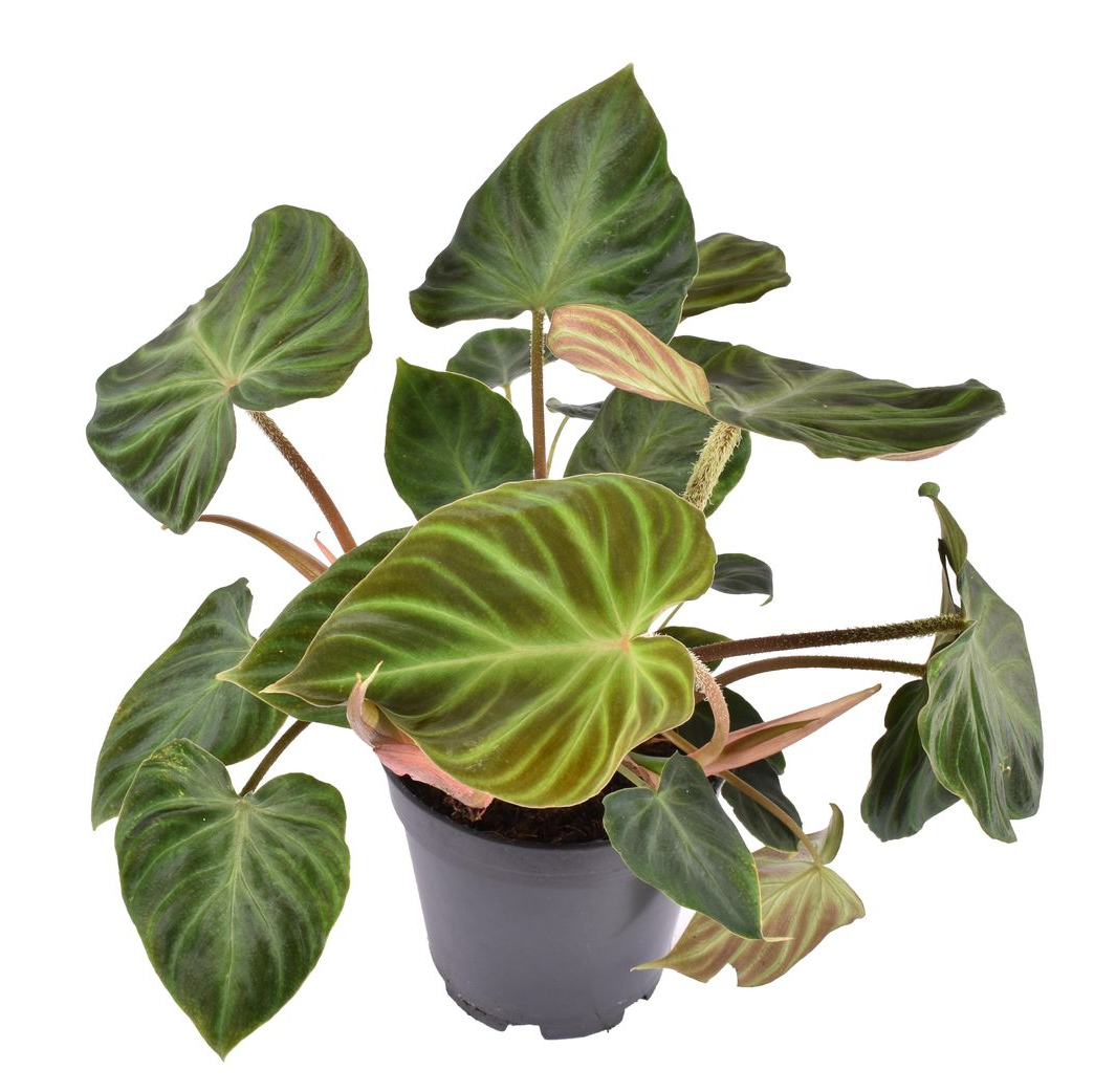 philodendron incensi Philodendron verrucosum 'Incensi' – Secret Garden Plant Shop