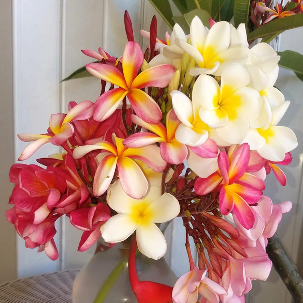 40 Semi Plumeria Rubra Variegata - Frangipani Raro Per Coltivazione Bonsai E Giardino - Foto 2