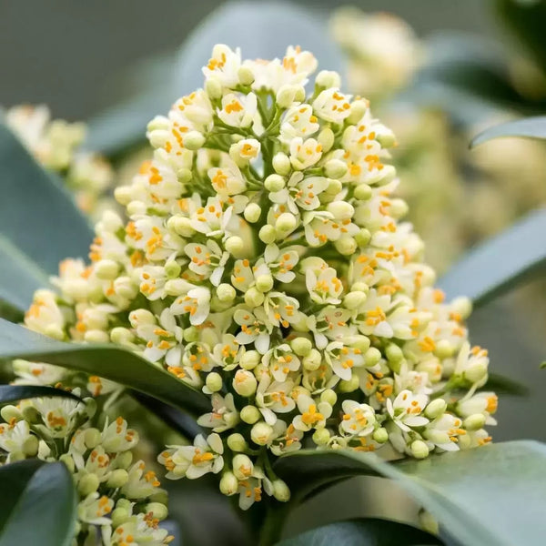 Japanese lilac - Skimmia japonica 'Illusion' fragrant flowers
