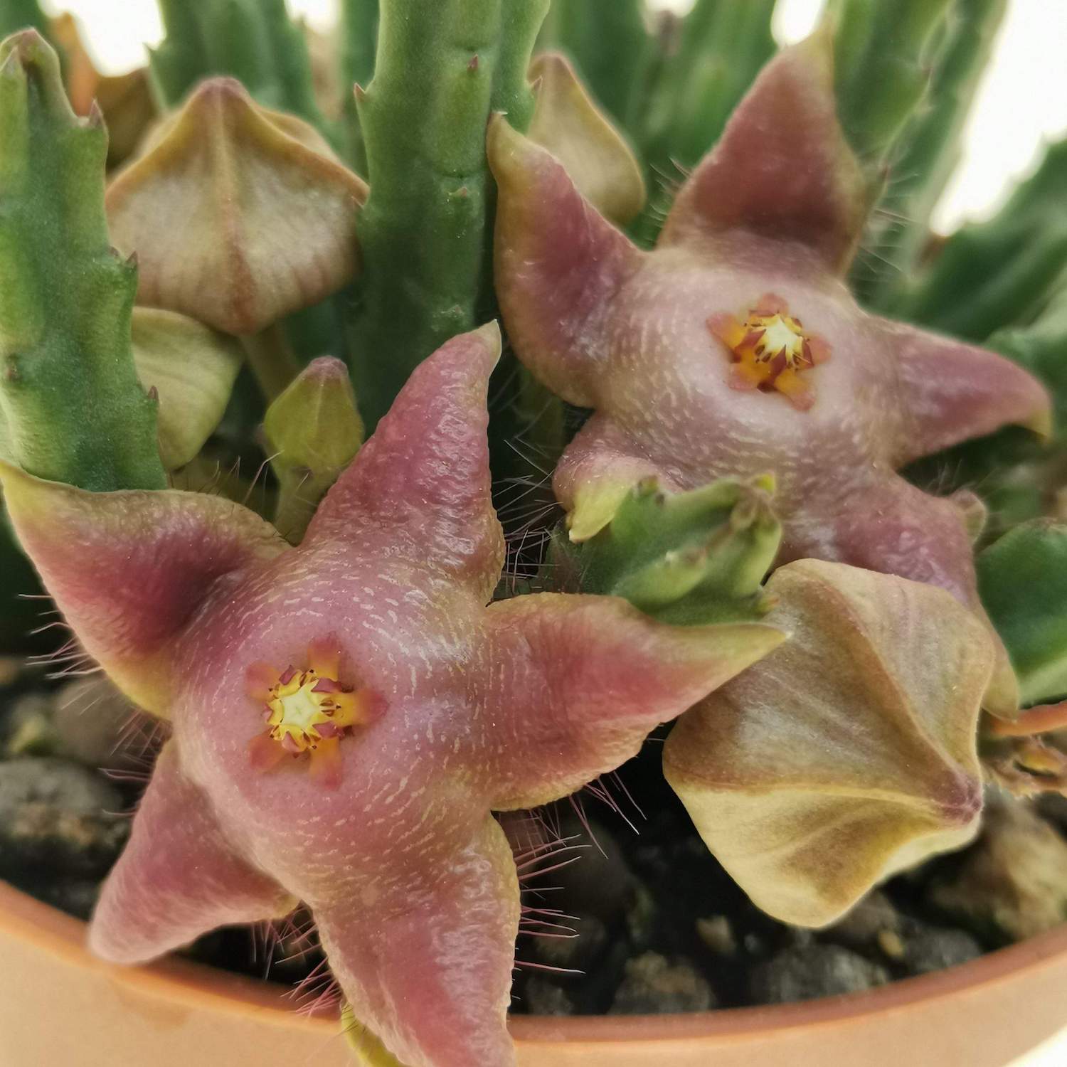 Stapelia divaricata (Gwiazda Szeryfa) – Secret Garden Plant Shop