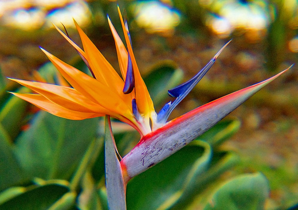 Strelitzia reginae