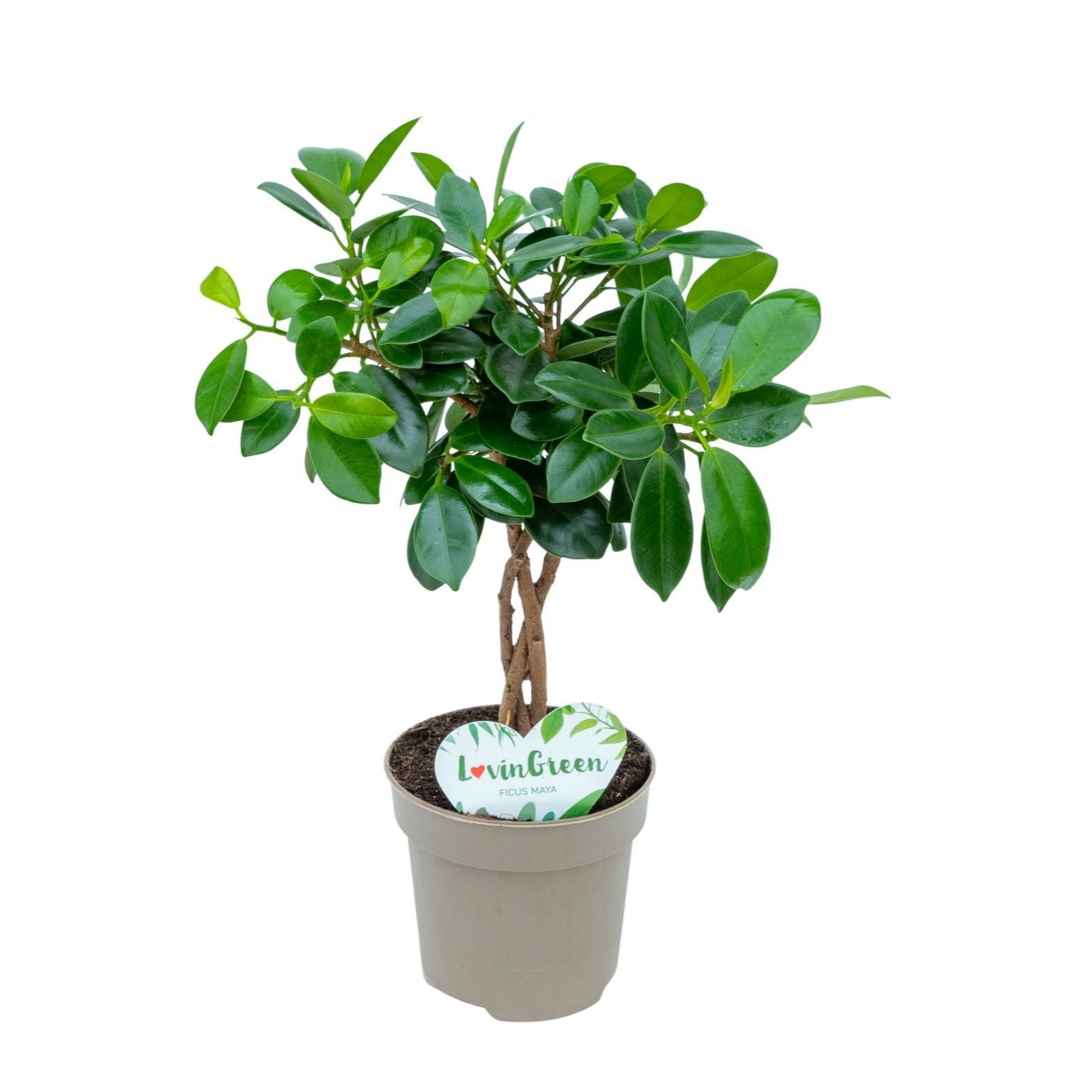 Ficus microcarpa 'Maya' geflochten – Secret Garden Plant Shop
