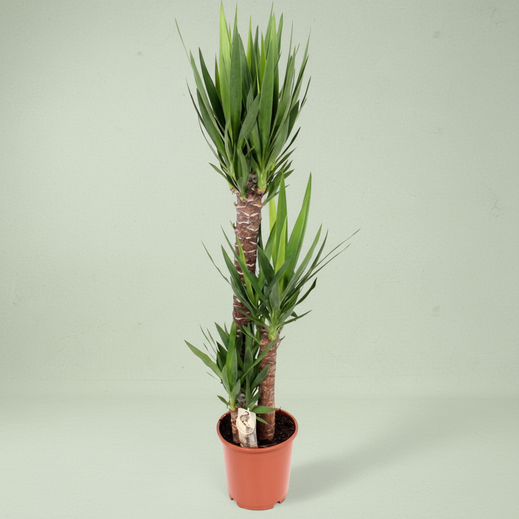 Yucca 3 tulpini H140 cm (Arborele Vietii) – Secret Garden Plant Shop Yucca 3 tulpini H140 cm (Arborele Vietii) – Secret Garden Plant Shop