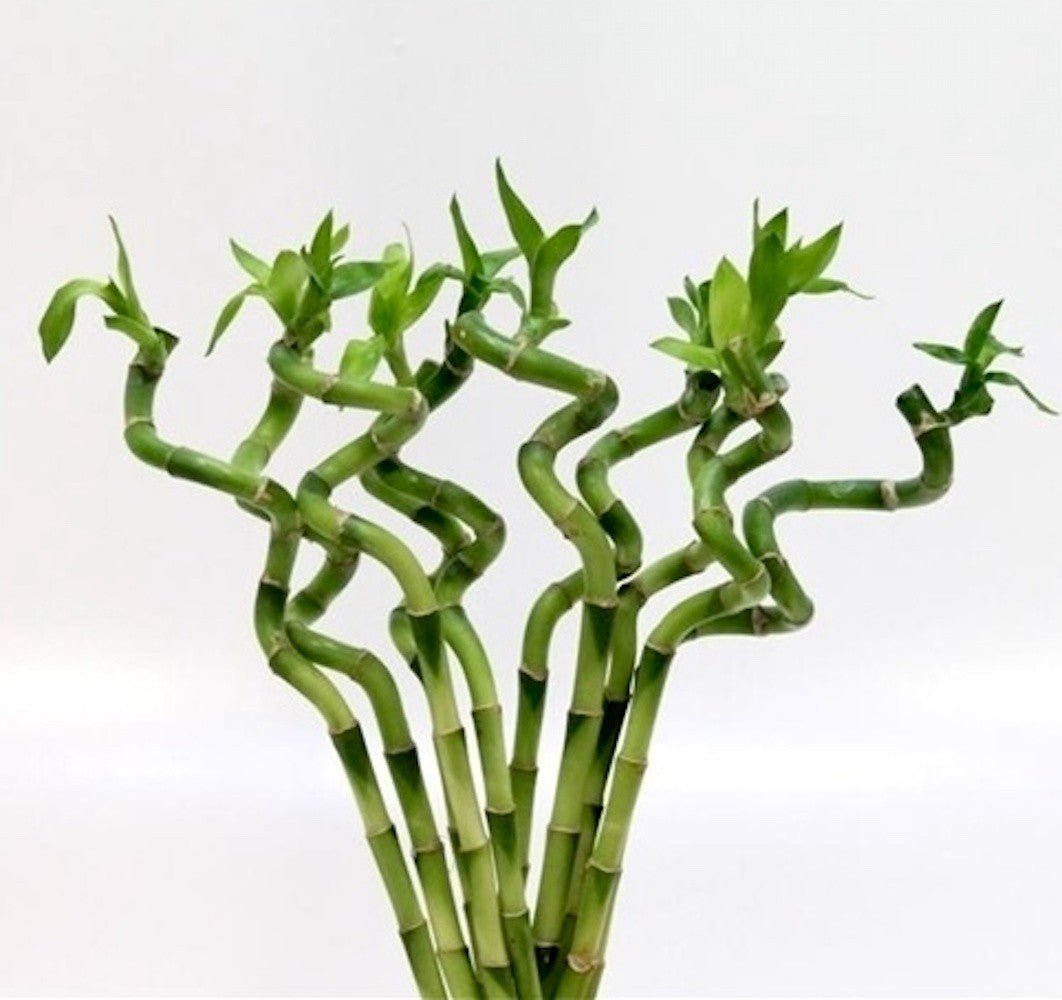 bambus de vanzare Lucky Bamboo – bambusul norocos la fir, simbol al echilibrului si pros – Secret Garden Plant Shop