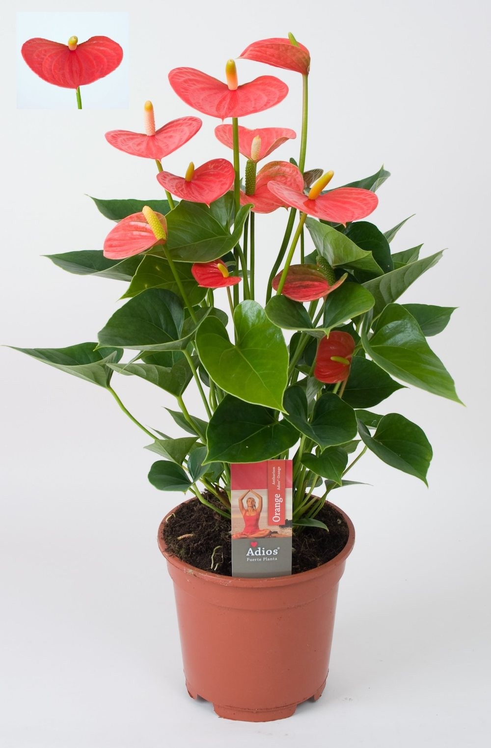 anthurium prezzo Anthurium Adios Orange – Secret Garden Plant Shop