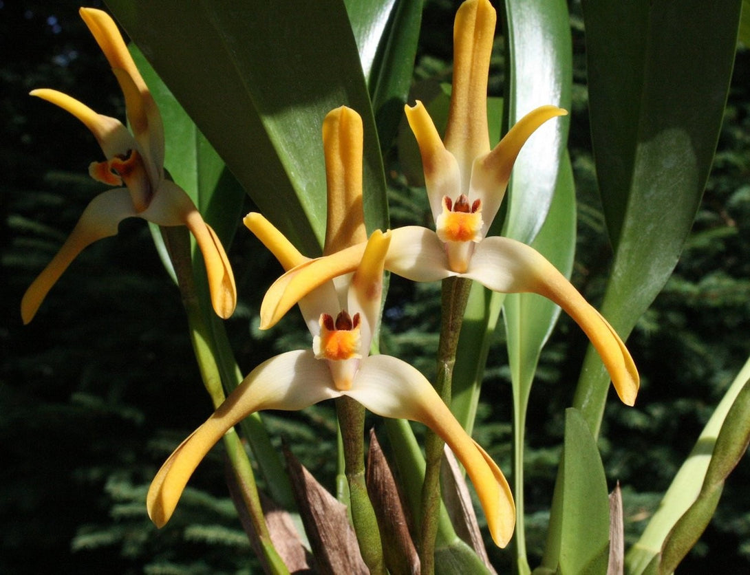 Orhidee Maxillaria Triloris parfumata online, la un pret special.